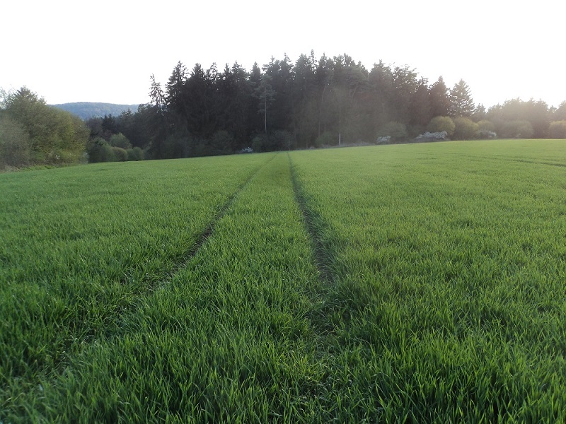 Reform 29 April2.jpg