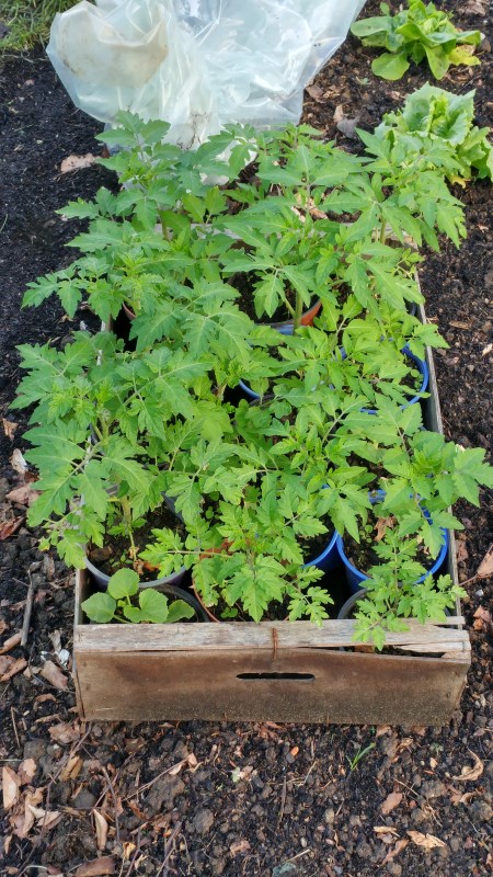 Tomaten zum Verpflanzen.jpg