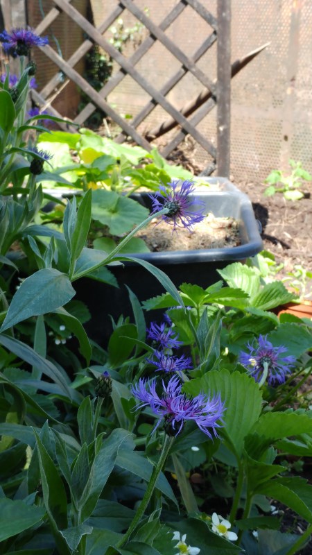 Blick zum Kompost1.jpg