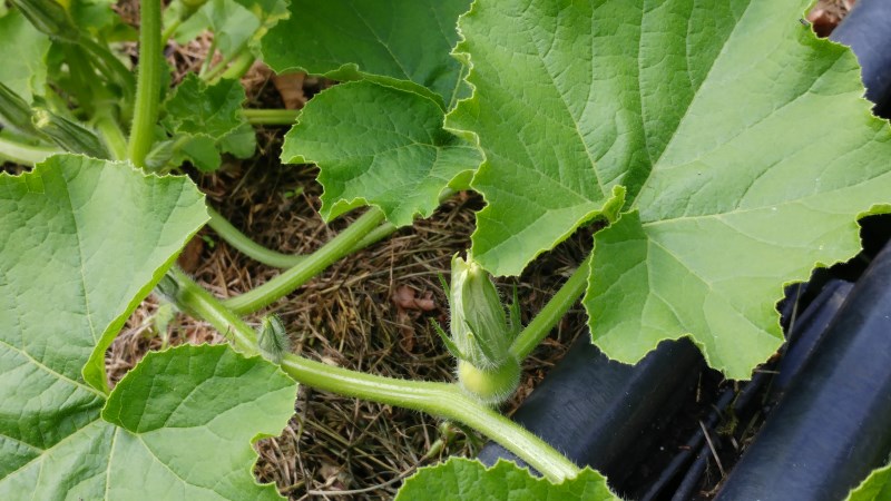 weibliche Bluete.jpg