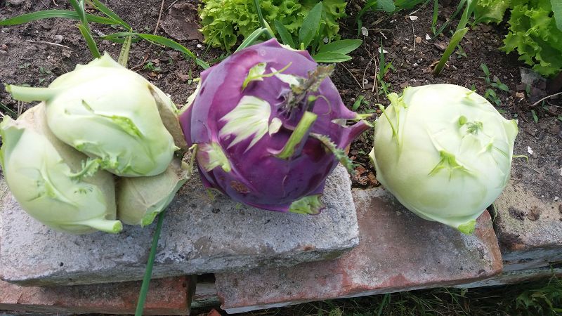 k-6Kohlrabies1.jpg