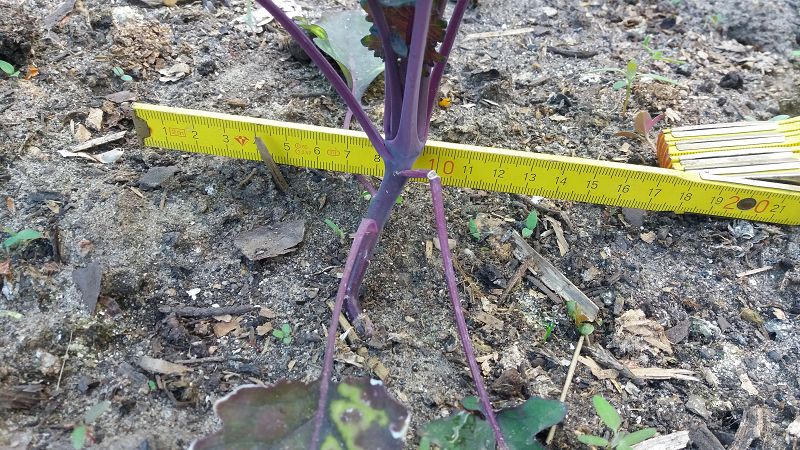 k-6Kohlrabies2.jpg