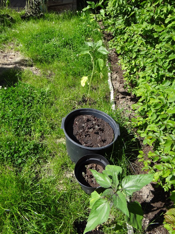 Amaranth und Sonnenblümchen