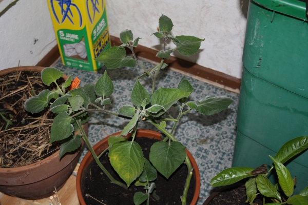 Andenbeere Ende Januar.JPG