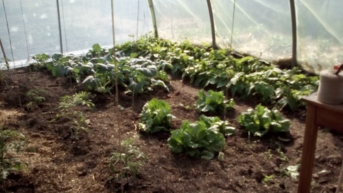 Der Salat und die Kohlrabis.