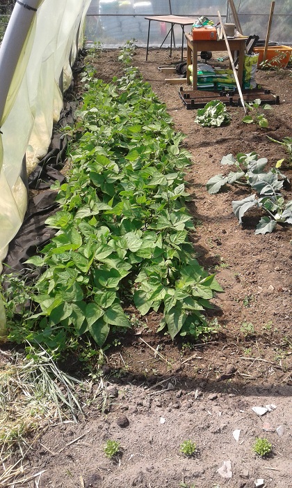 Unsere kleinen Bohnen sind so groß geworden