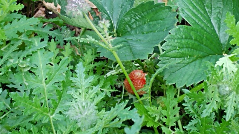 Erdbeere2.jpg