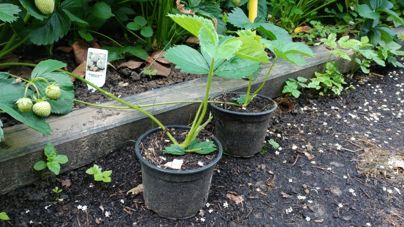 Erdbeerpflanzen 2017.jpg