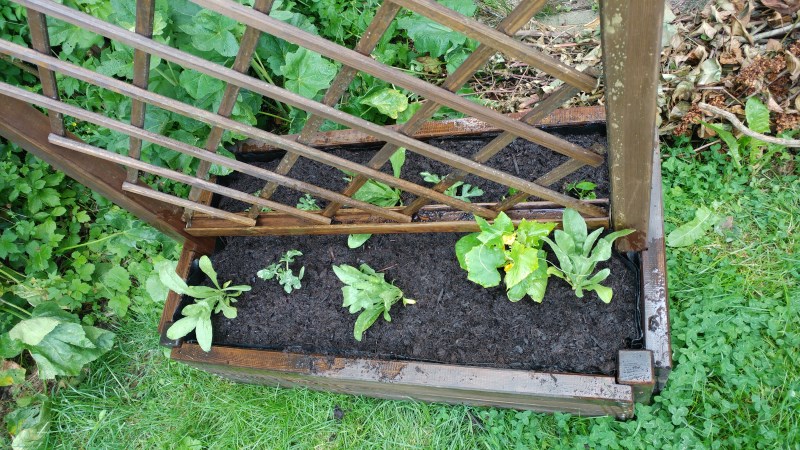 Blumenkuebel Rankgitter2.jpg