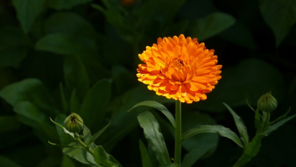 Ringelblume GS marked 600.jpg