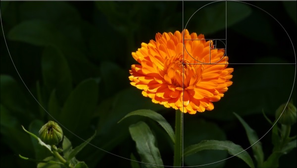 Ringelblume fibonacci 600-2.jpg