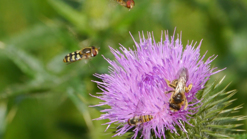 Flughafen Diestelhorst800.jpg