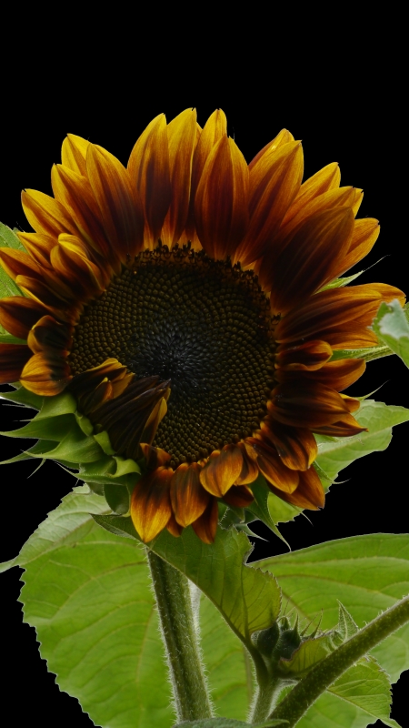 Sonnenblume3_800.jpg