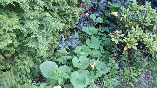 2017-07-21 20.51.40.jpg