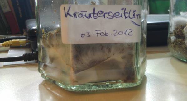 kraeuterseitling.jpg