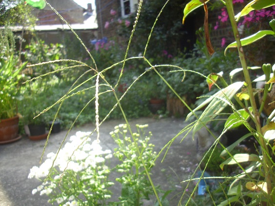 DSCI0233.jpg