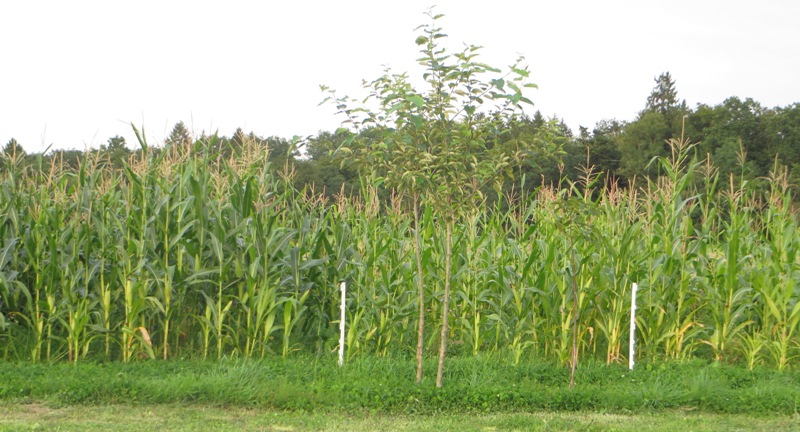 Mais - Unterfußdüngung