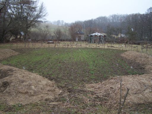 Roggen zw Hügelbeeten.jpg