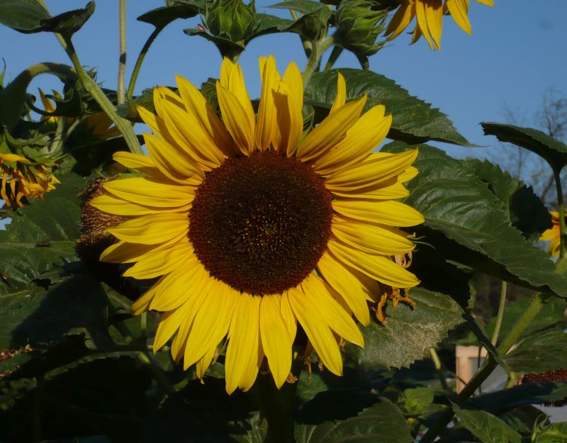 Ein Beispiel. Sie sind alle verschieden und haben viele Blüten.