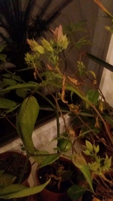 k-bougainv.jpg