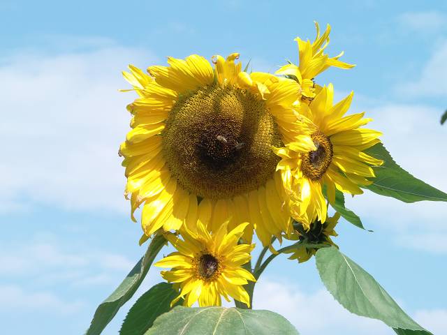 k-bienen sonneblume.JPG