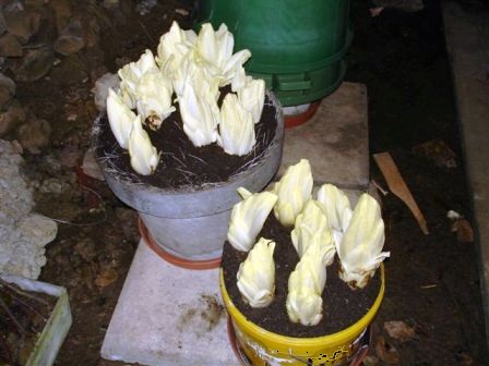 Brüsseler Chicorée.jpg