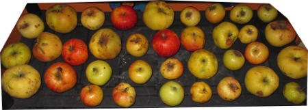 Lecker_Aepfel.jpg