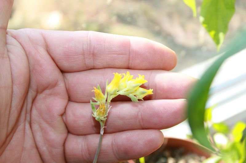 k-1Gom-Blüte.jpg