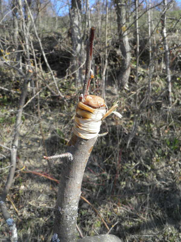 Apfel auf Wildapfel.jpg