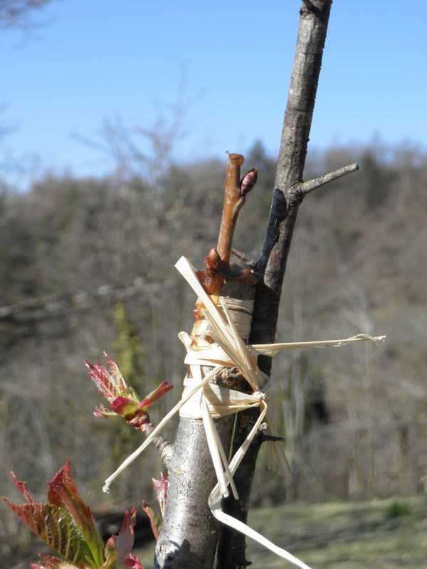 Kirsche auf Wildkirsche.jpg
