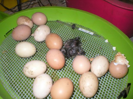 das erste gestern abend  nun sinds schon ca 18 drausen