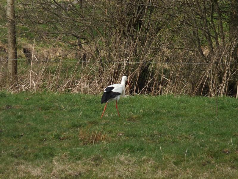 der erste Storch.JPG