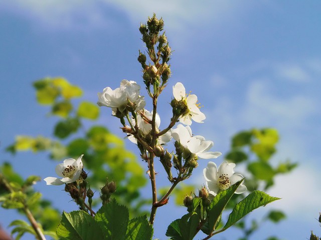 k-rose richard b..JPG