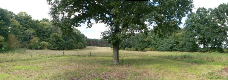 Wiese, die Hälfte davon kann von uns beackert werden :-)