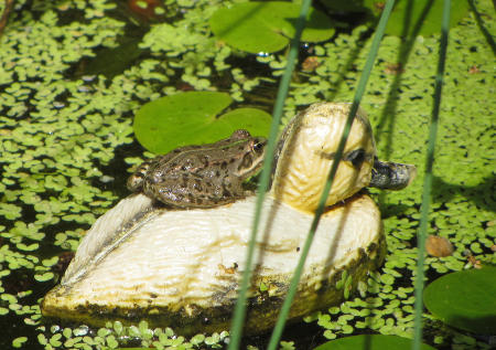 Ente_mit_Frosch.jpg