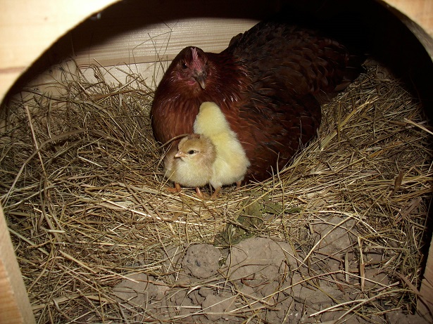 Küken05.jpg