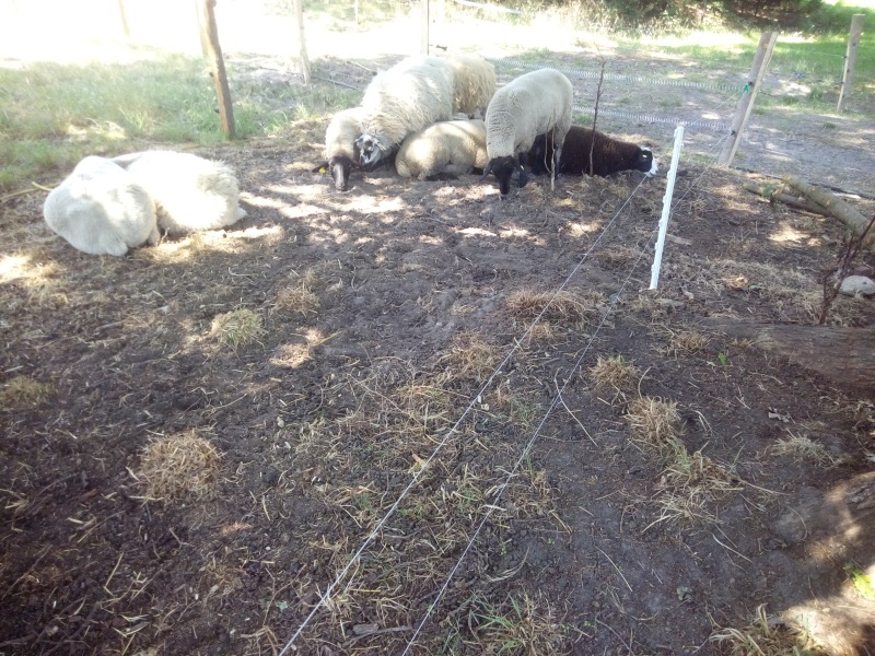 mittags träge wie immer....