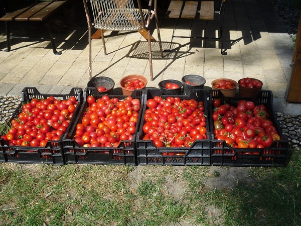 Tomatenernste 21.07.2018.jpg