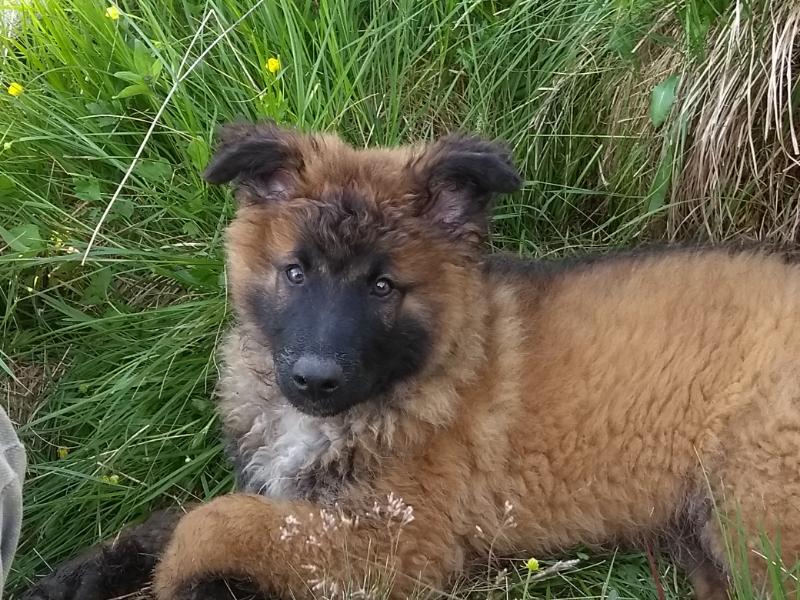 Fuchsgesicht wird zu Schäfernase