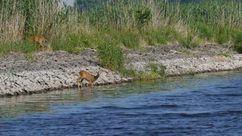 Rehe.jpg