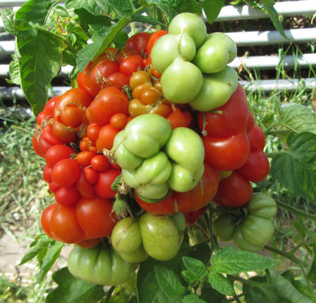 Reisetomate.jpg