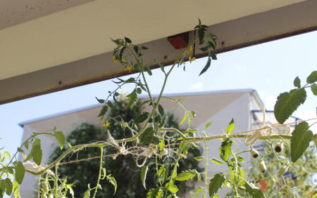 Carnica_auf_dem_Balkon.jpg