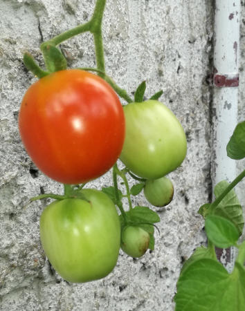 Tomate_Himmelsstuermer_im_Garten.jpg