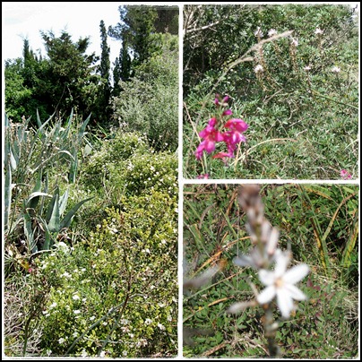 wildnis auf mallorca