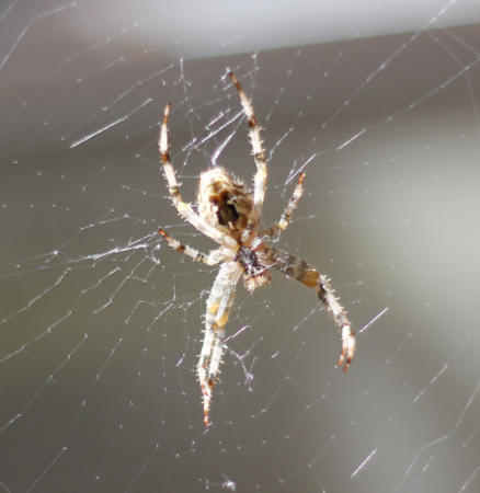 Spinne_im_Netz.jpg