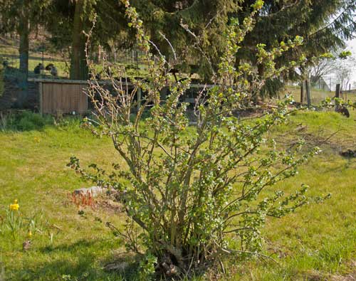 links ist noch ein alter Hauptast, im Austrieb wesentlich später als der verjüngte Rest