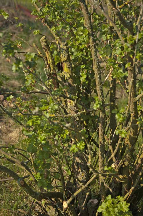 Noch viel altes Holz drin versteckt