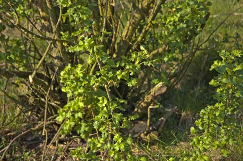 Innen viele alte Stummel, vorne die ersten jungen Triebe