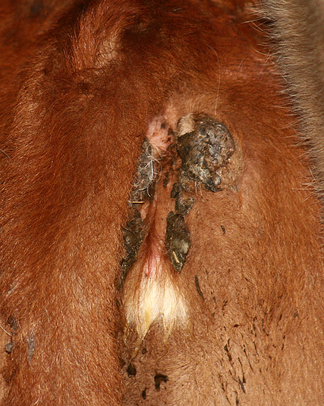 2012-04-17_Kalb2.jpg