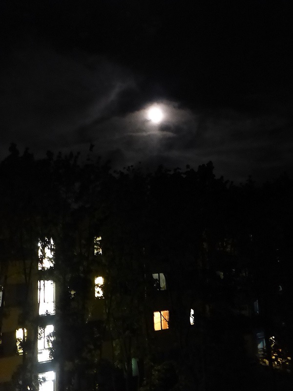 nachtvogel
